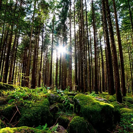 Regiohotel Harzresidenz - #familienfreundlich #frischrenoviert #waschmaschine #freeparking Apartment