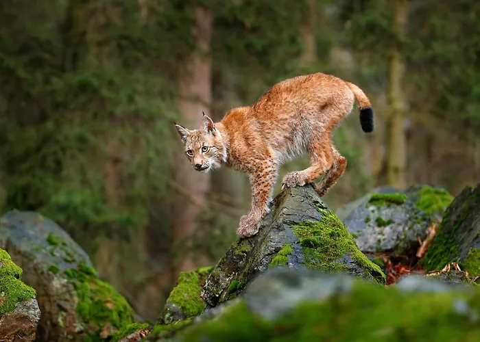 Regiohotel Harzresidenz - #familienfreundlich #frischrenoviert #waschmaschine #freeparking Apartmán 3*