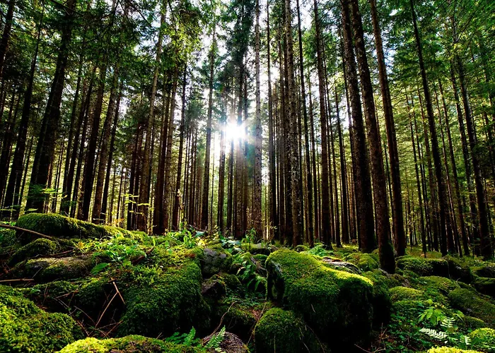 Regiohotel Harzresidenz - #familienfreundlich #frischrenoviert #waschmaschine #freeparking Apartment